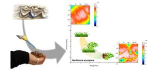 A long-term perspective on Neanderthal environment and subsistence: Insights from the dental microwear texture analysis of hunted ungulates at Combe-Grenal (Dordogne, France)