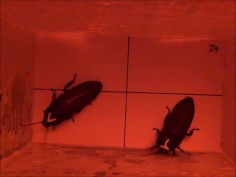 Contest between male wide-horned hissing cockroaches