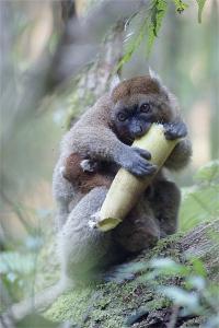 Bamboo Lemur Eating Bamboo