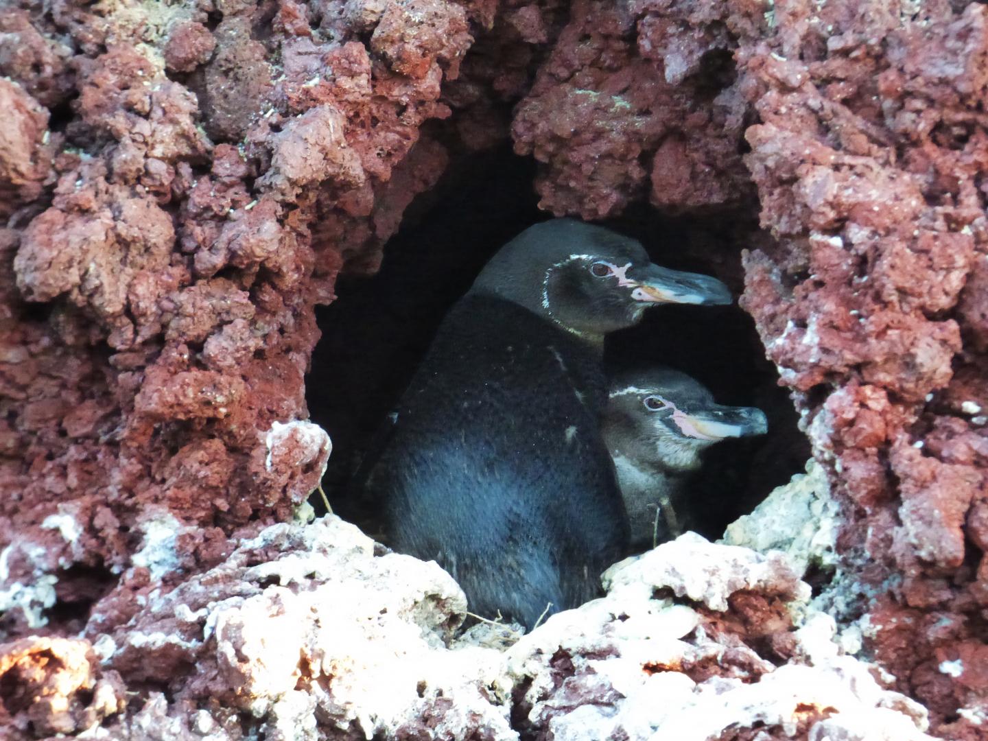 Galápagos Penguins in Nest (1 of 2)