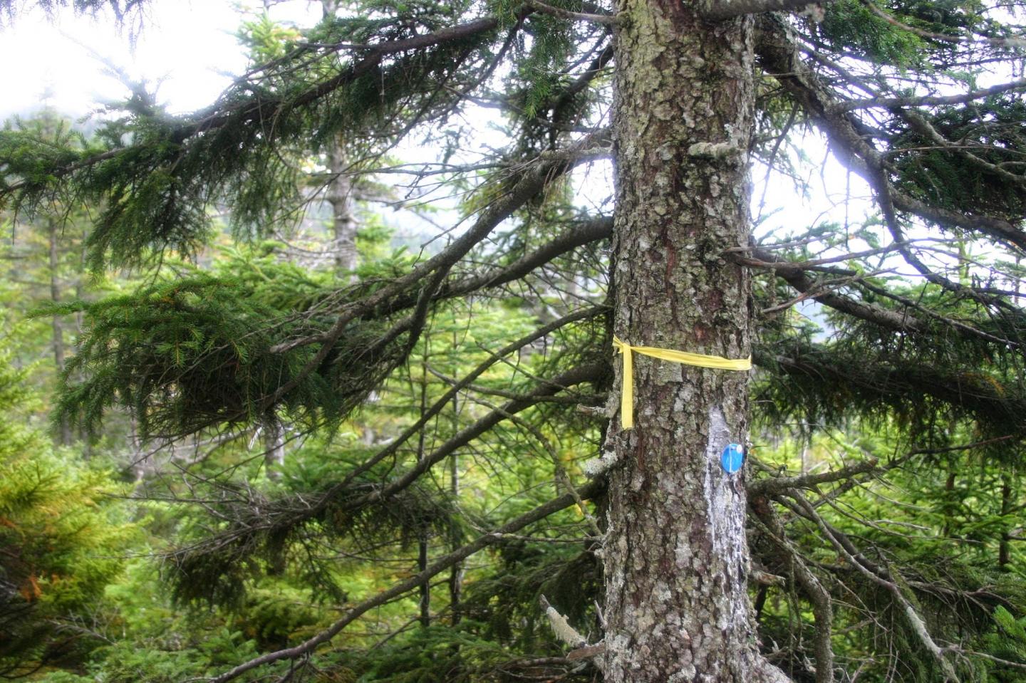 Red Spruce Makes a Comeback