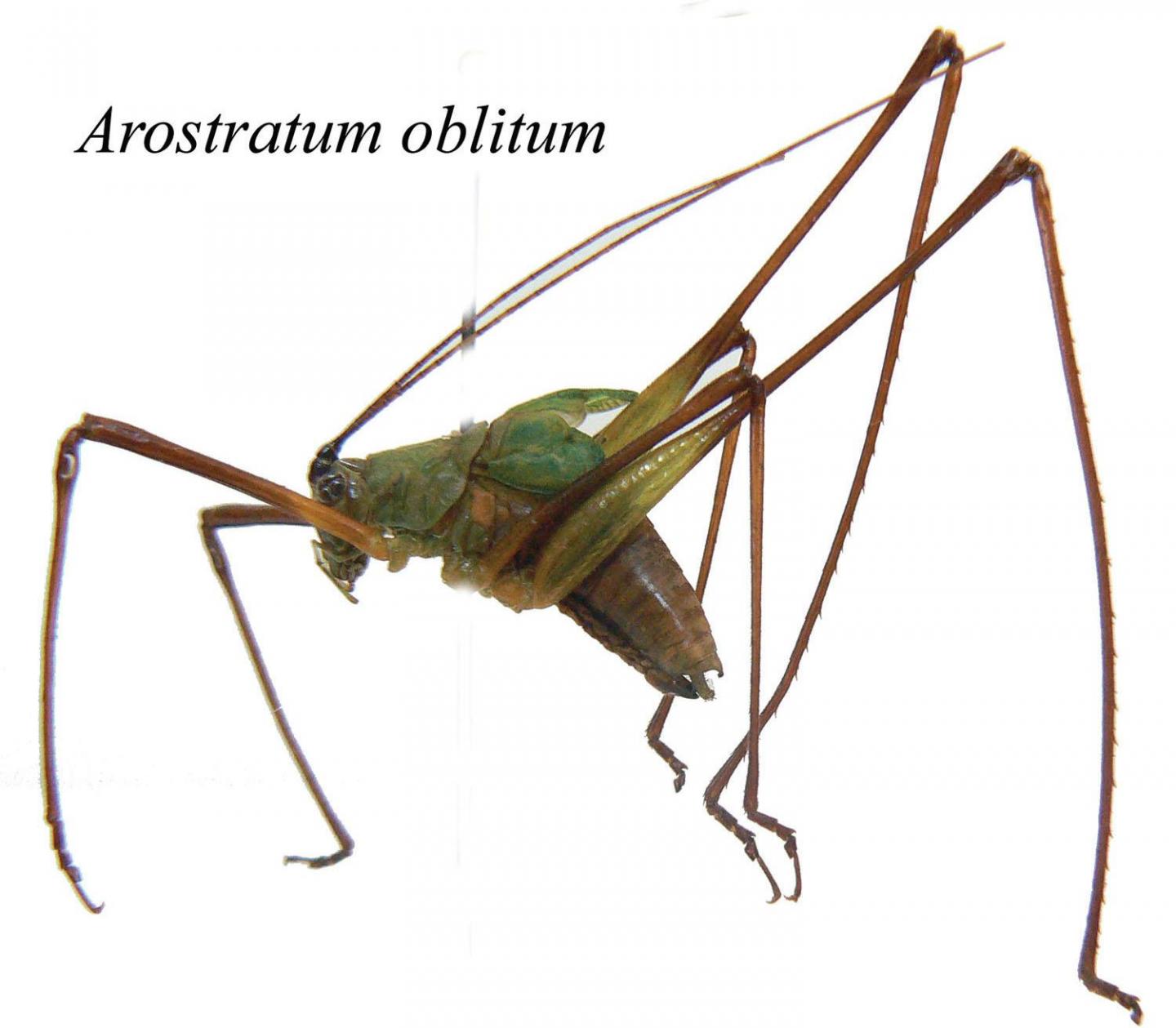 <i>Arostratum oblitum</i>