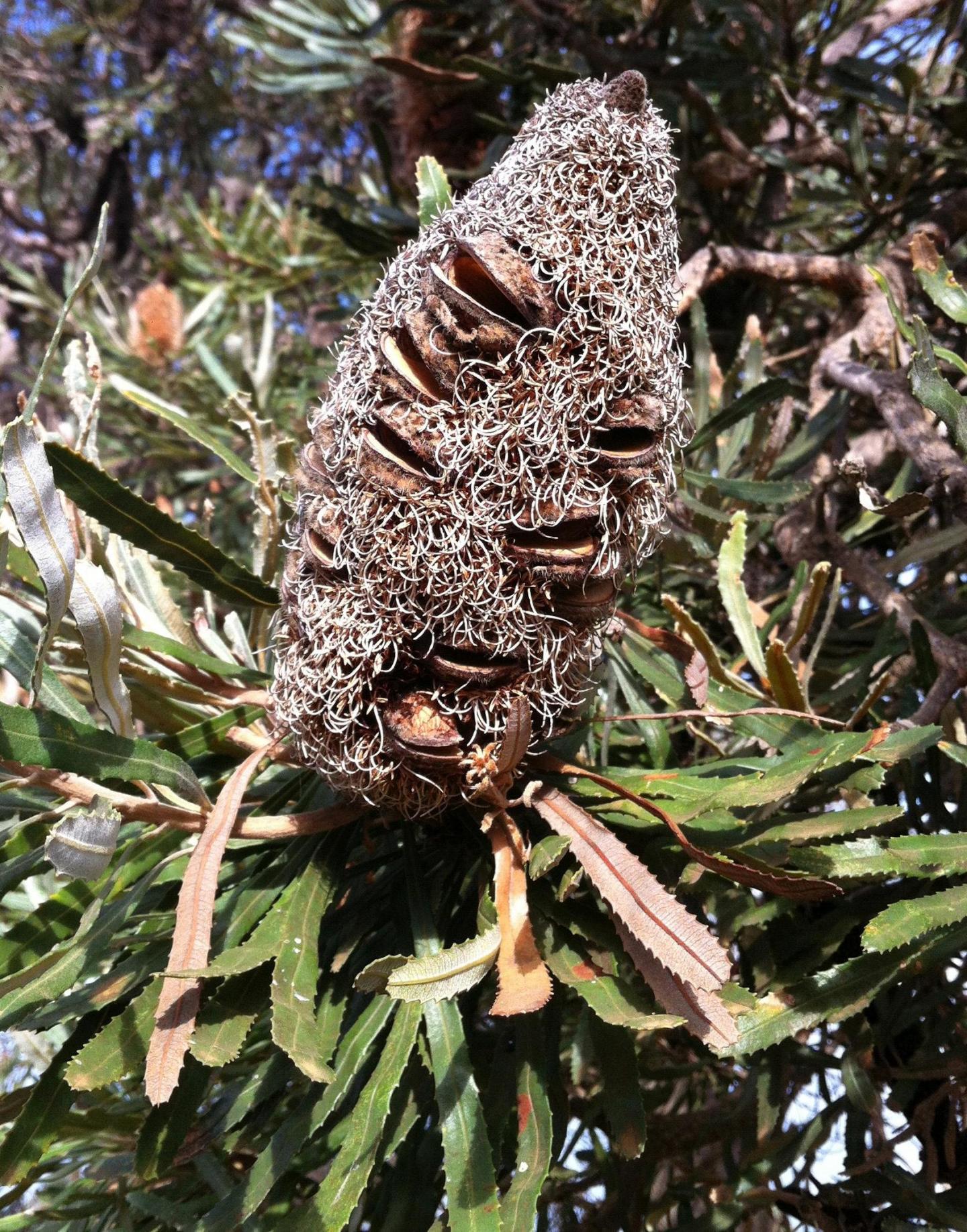 <i>Banksia attenuata</i>