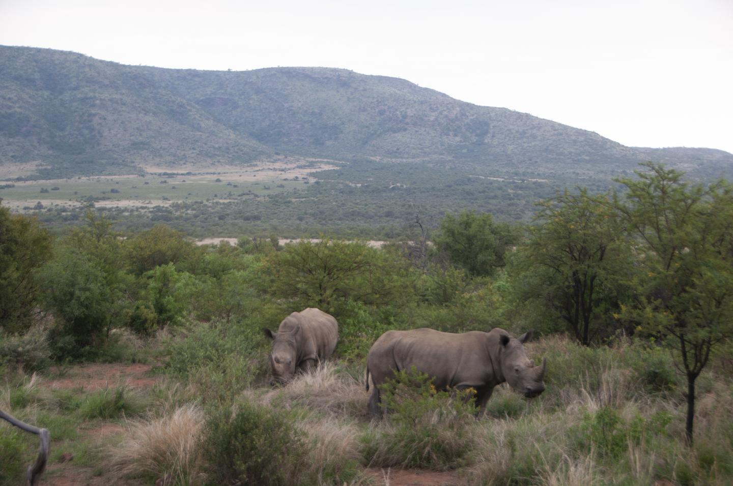 Rhino Veld