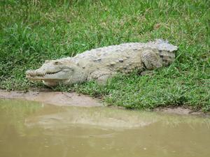 Female Orinoco crocodile