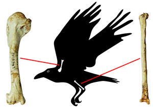 Newly identified fossil raven wing and leg bones from the UNESCO World Heritage Zhoukoudian “Peking Man” site