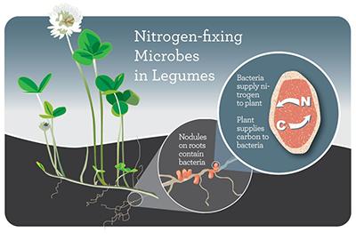 Nitrogen-Fixing Microbes in Legumes
