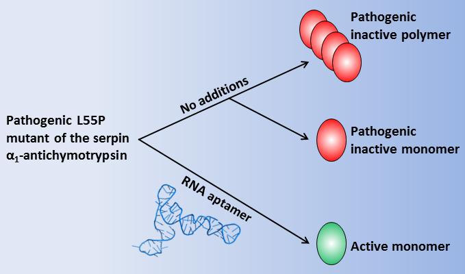 Protein Misfolding