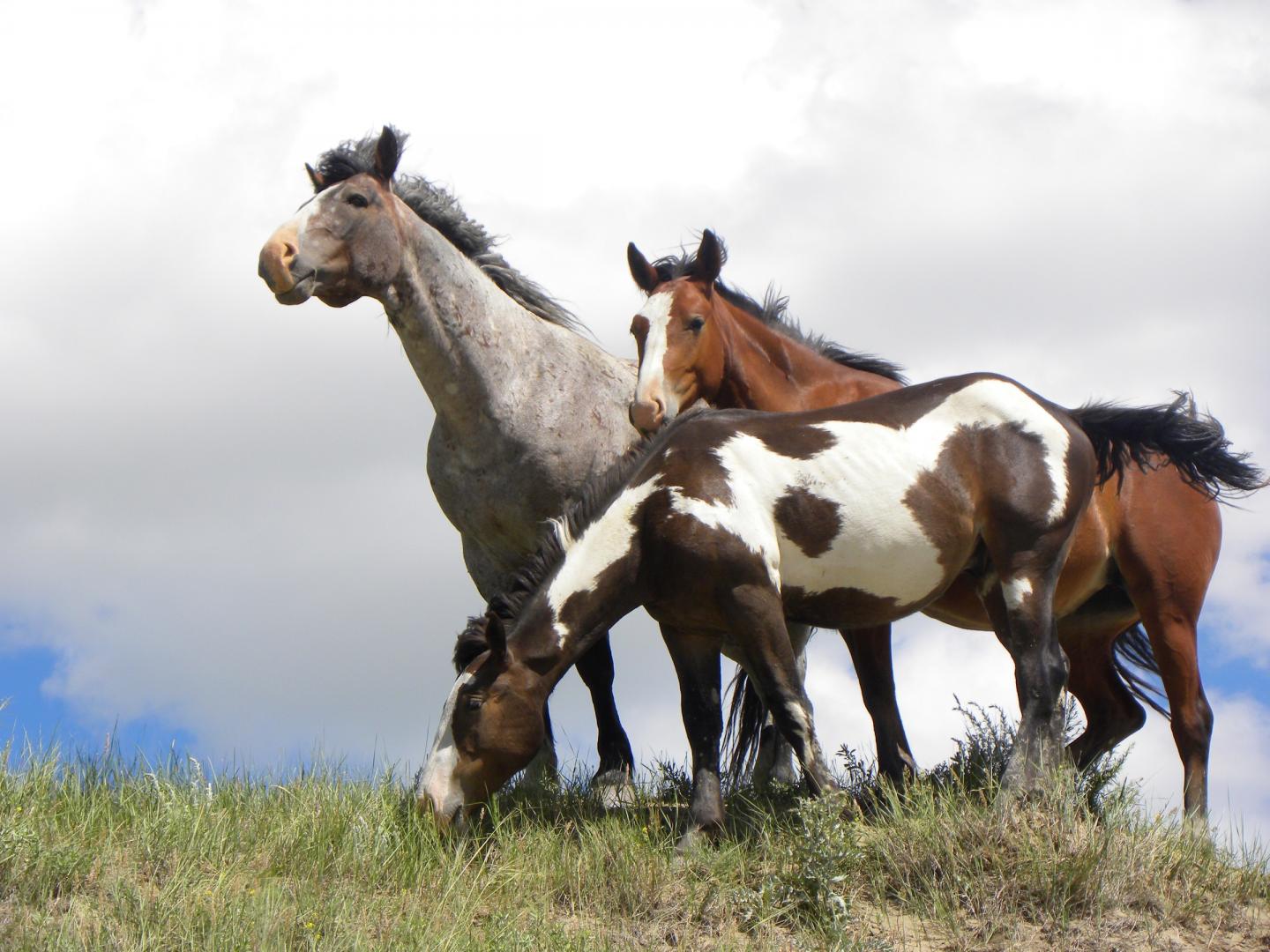 Wild Horses in Theodore Roosevelt National Park have Mixed Ancestry