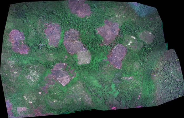Drone image of swidden fields in Belize