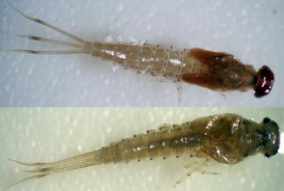Labiobaetis Soldani Larvae