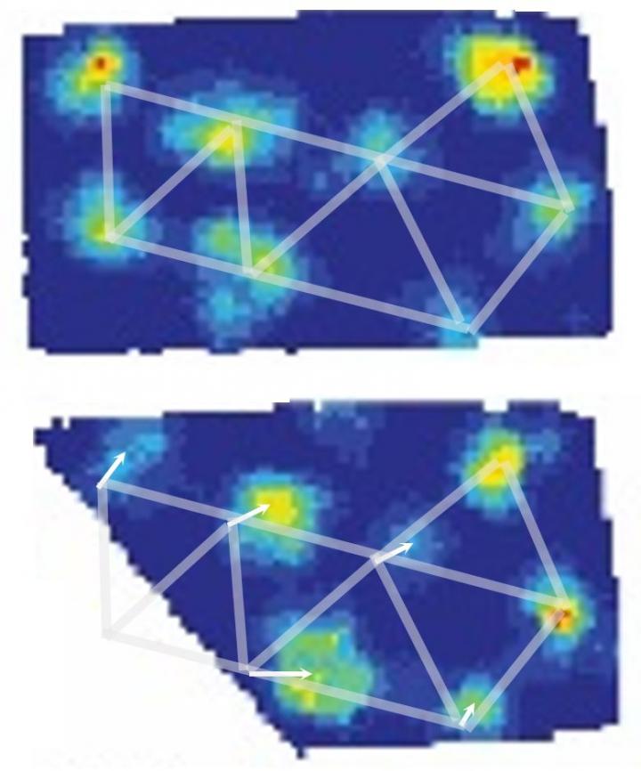 Firing Fields of a Grid Cell Recorded in 2 Enclosures