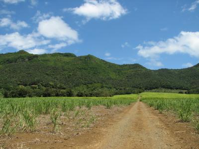 Mauritius Kestrel Habitat