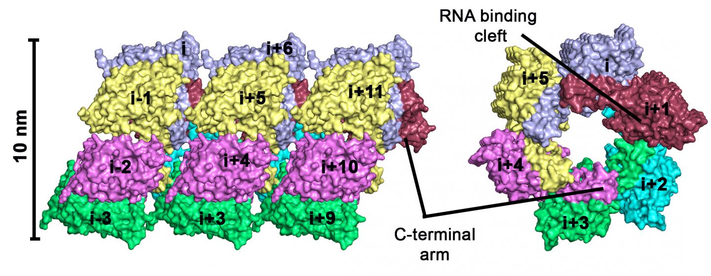 Oligomerization Model of Hantaan Virus Nucleoprotein