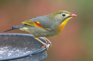 Red-billed Leiothrix