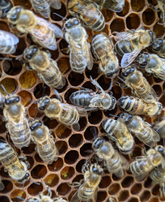 Parasitic mites’ biting rate may drive transmission of Deformed wing virus in honey bees