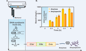 image: Starch synthesis via artificial starch anabolic pathway (ASAP) from carbon dioxide.                   view more   Chinese scientists 