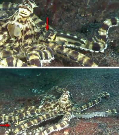 Octopus and Jawfish (1 of 2)