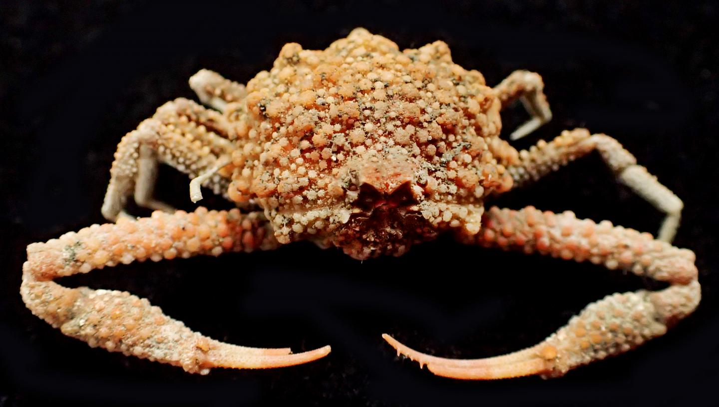 Adult Specimen of the New Species <i>Pariphiculus stellatus</i>