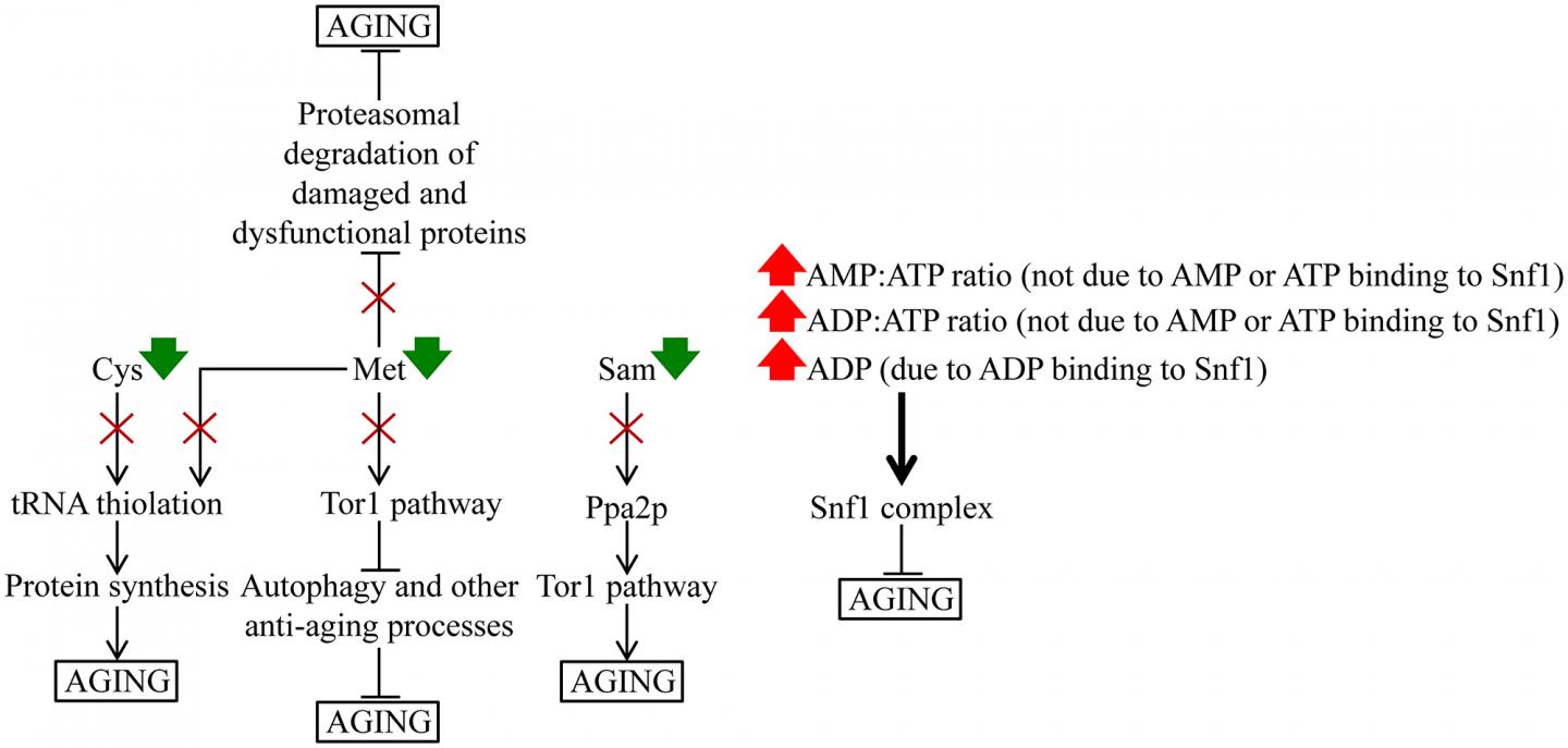 Figure 14