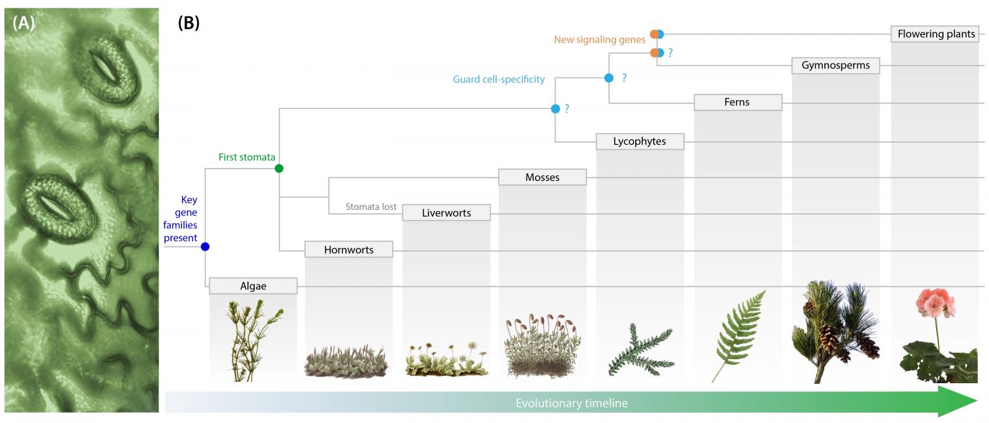 plant evolution diagram