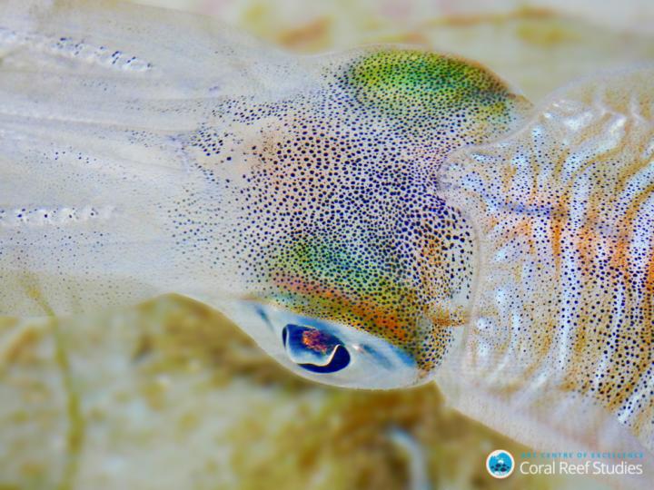 Squid are Struggling with Rising CO<sub>2</sub> in the Oceans