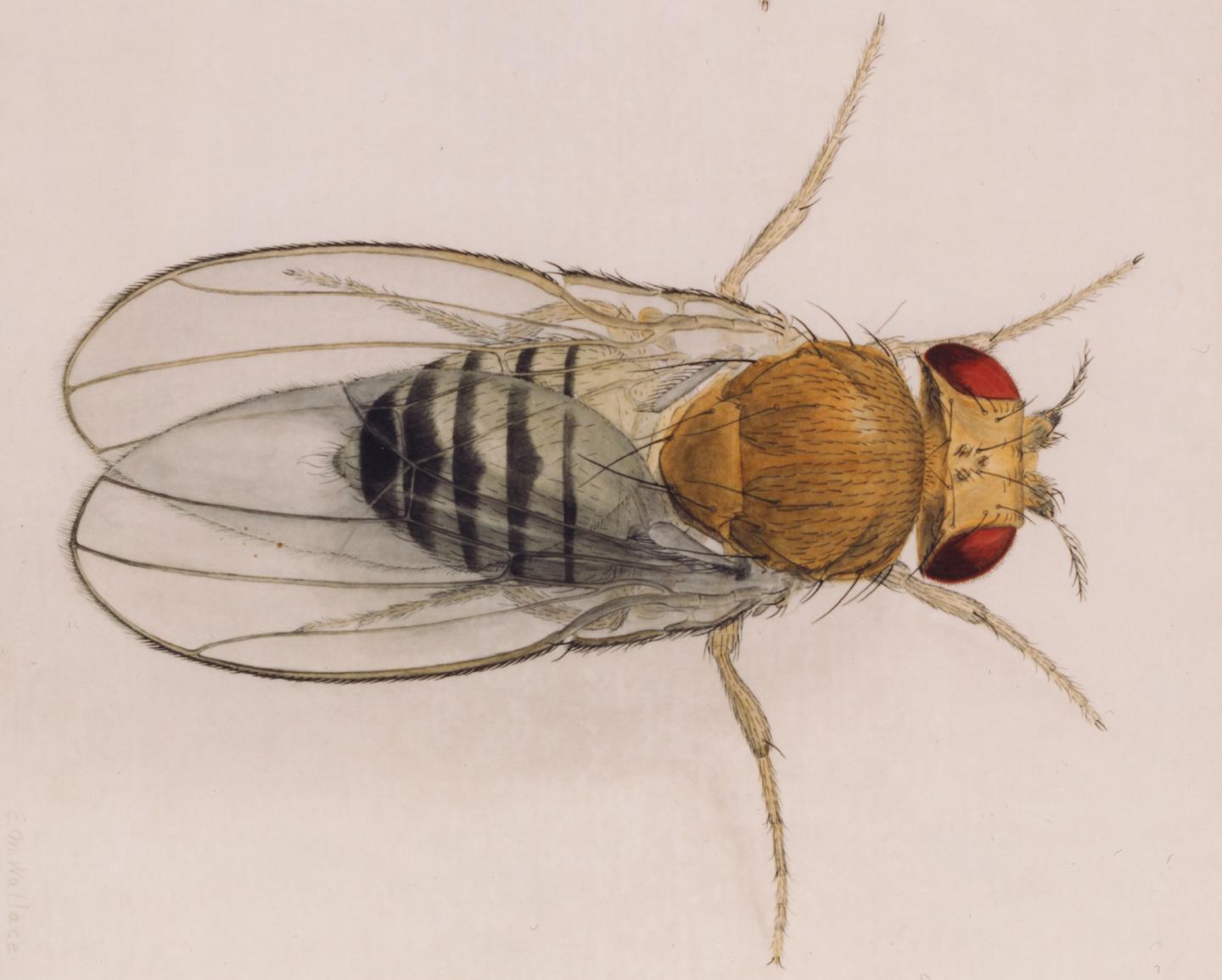 Artwork of Drosophila [IMAGE] EurekAlert! Science News Releases