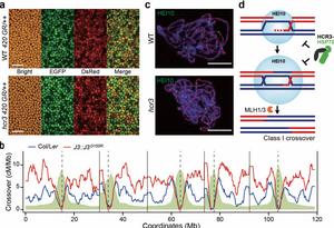 Unveiling the regulator HCR3 for crossover interference