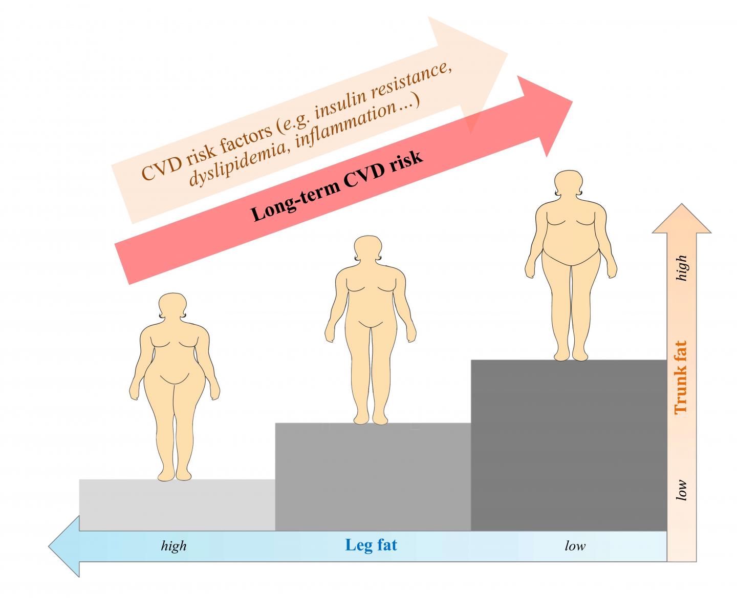 Pear-shaped is better for postmenopausal wome