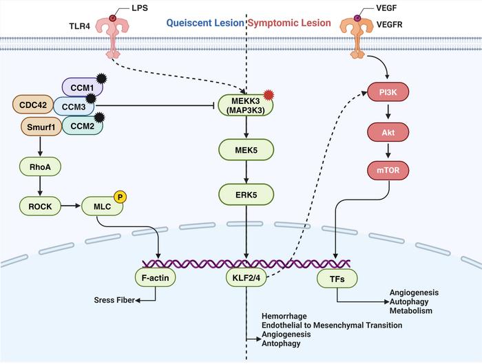 Mechanisms of Mutation-Induced Pathogenesis in sporadic CCMs.