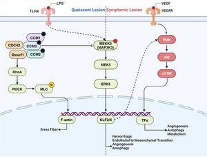 Mechanisms of Mutation-Induced Pathogenesis in sporadic CCMs.