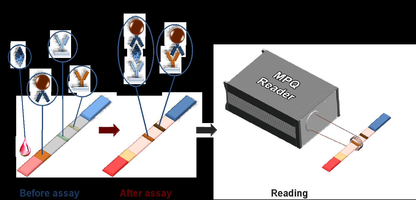 Scheme of the Test Strip Work [IMAGE] EurekAlert! Science News Releases