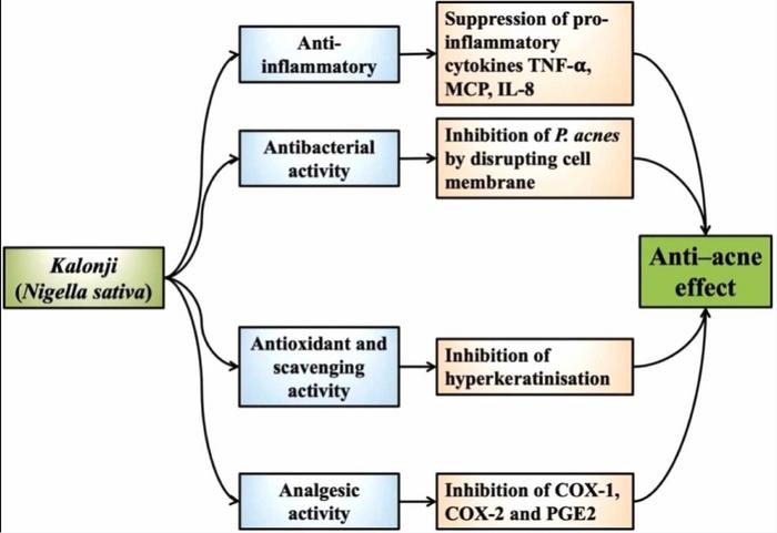 Postulated mechanism of action by which Nigella sativa influences acne pathogenesis.