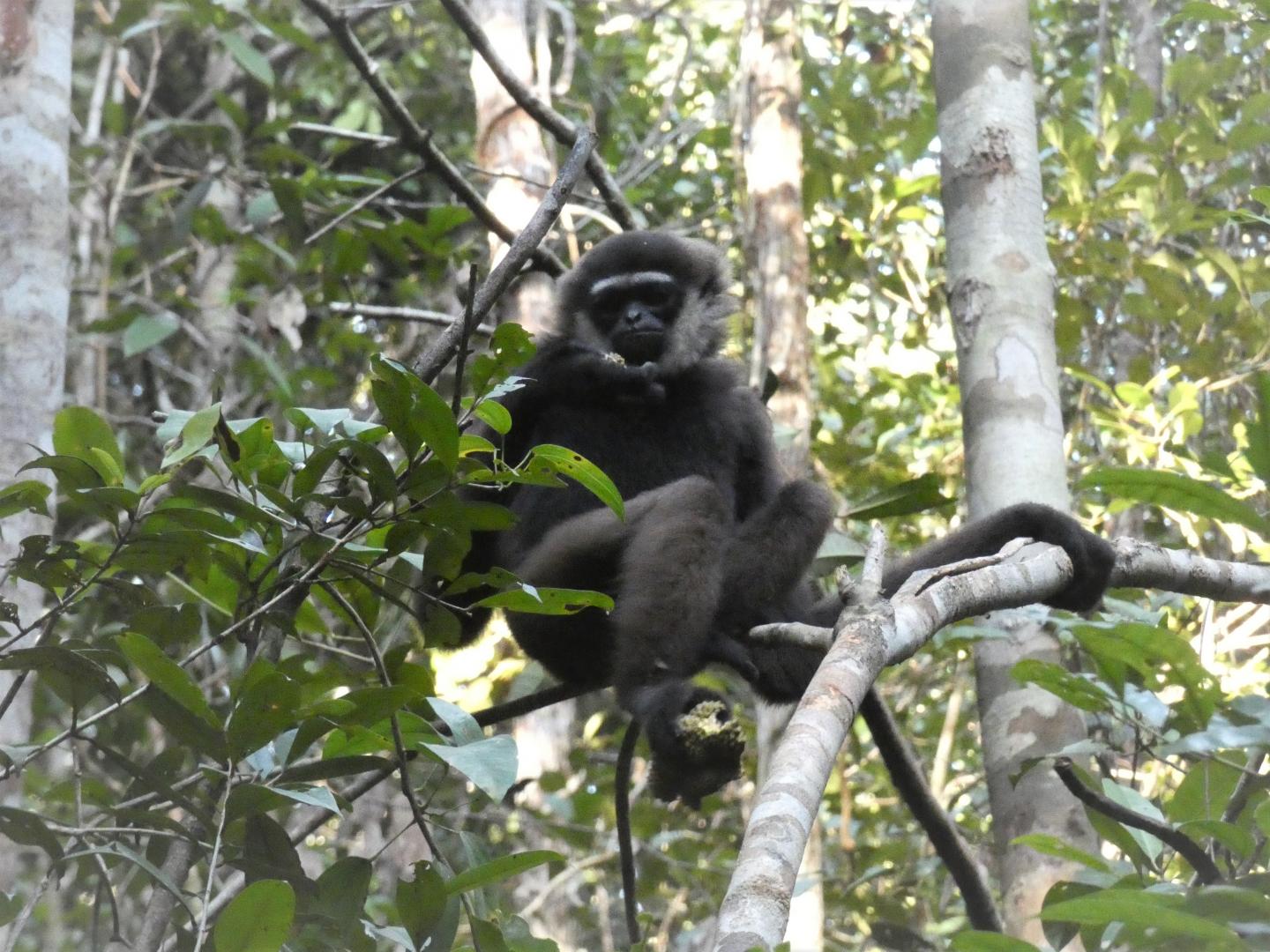 Gibbons' Large, Long-Term Territories Put Them under Threat from Habitat Loss