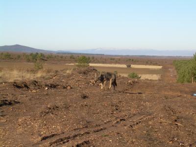 Wolf in the 'Saw of the Snake' in Zamora