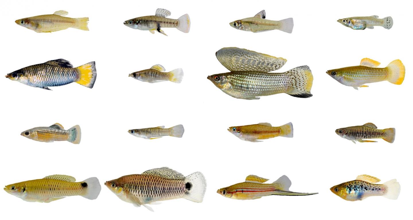 Samples of Fish Species