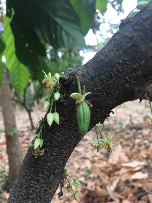 Cacao Fruit