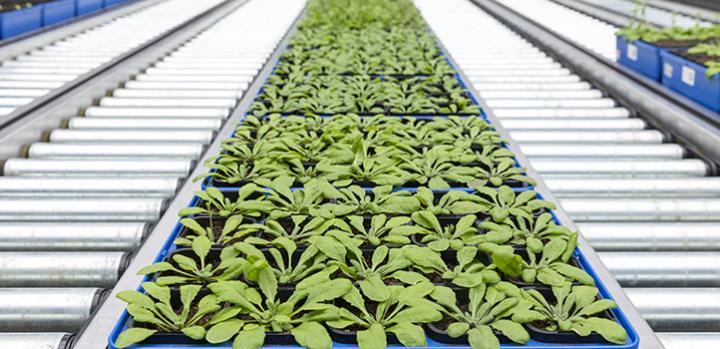 Conveyor Belt in a Green House
