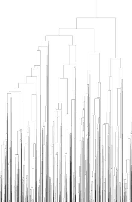 Phylogenetic Tree