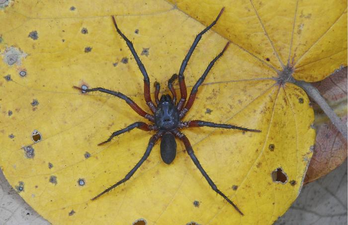 Melloina pacifica, male