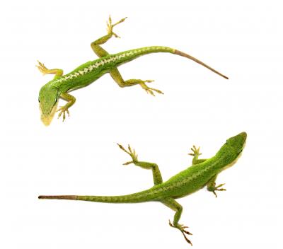 Green Anole Lizard (<i>Anolis carolinensis</i>)