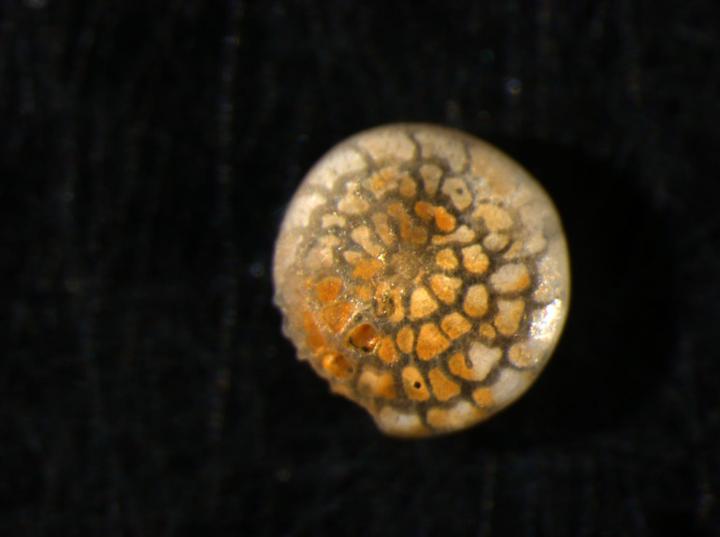 Foraminifera Show Polar Warming in Eocene Greater Than Previously Thought