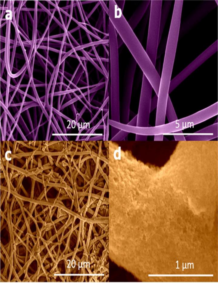 Scanning Electron Microscope Images