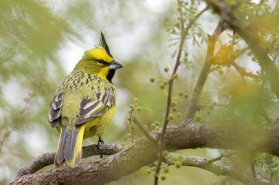 Yellow Cardinal (<em>Gubernatrix cristata</em>) in the Iberá Wetlands ecosystem