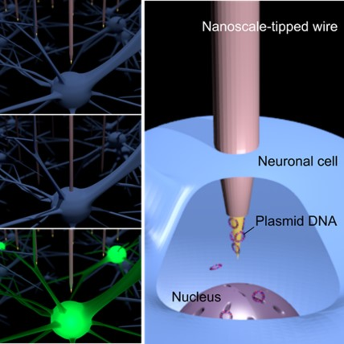 DNA stamper injections using NTW arrays (Fig1)