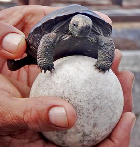 Galapagos tortoise hatchling