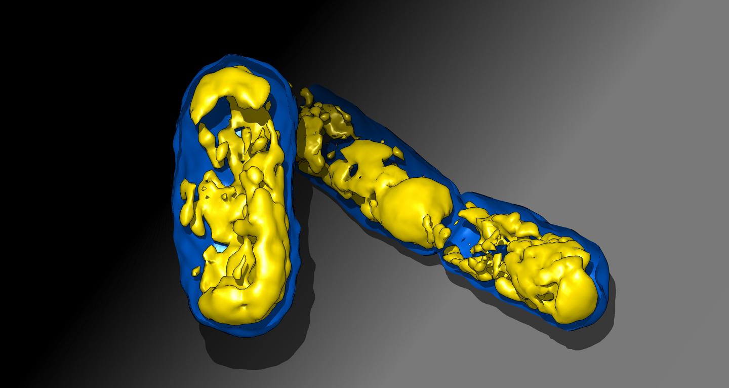 HU Multimerization Shift Controls Nucleoid Compaction (3 of 4)