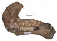 Lower jaw bone of manatee