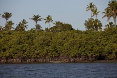 Mangroves in Caravelas, a Fishing Village of about 20,00 Inhabitants in Southern Bahia, Brazil