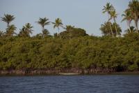 Mangroves in Caravelas, a Fishing Village of about 20,00 Inhabitants in Southern Bahia, Brazil